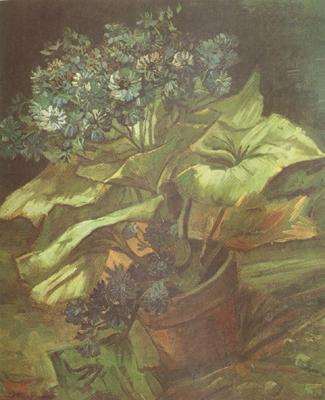 Vincent Van Gogh Cineraria in a Flowerpot (nn04) China oil painting art